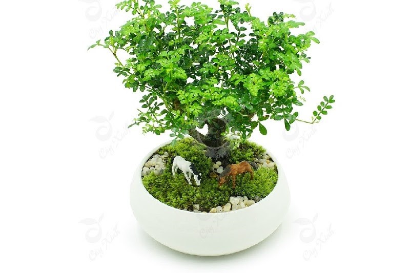 cay bonsai can thang de ban lam viec