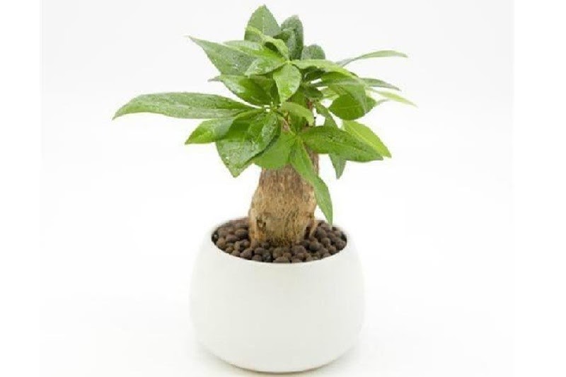 cay bonsai kim ngan de ban lam viec